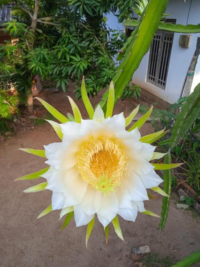 Sanaya Homestay Tangalle Esterno foto